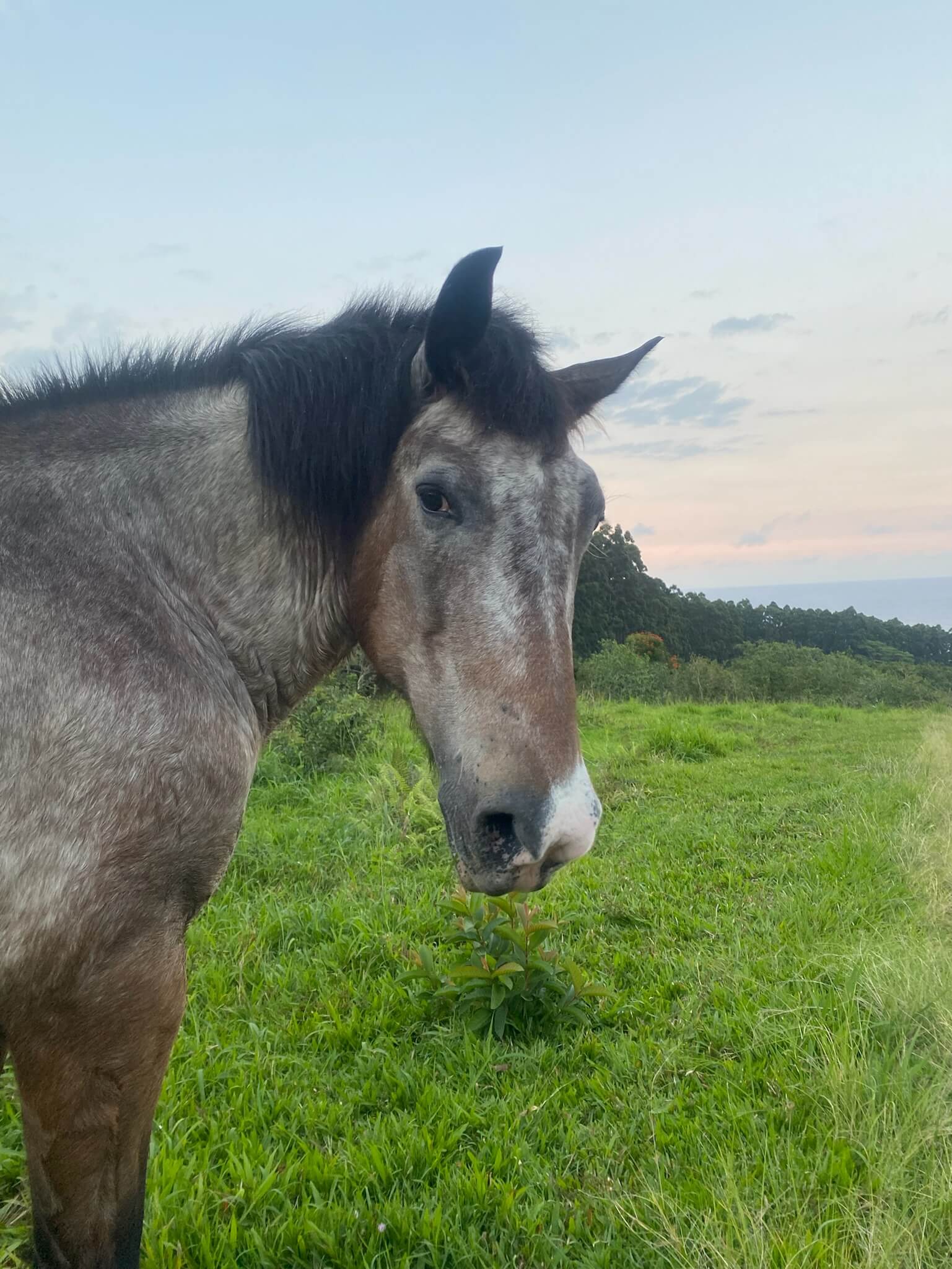 Horse standing in a green pasture at Rainbow Bridge Hawaii