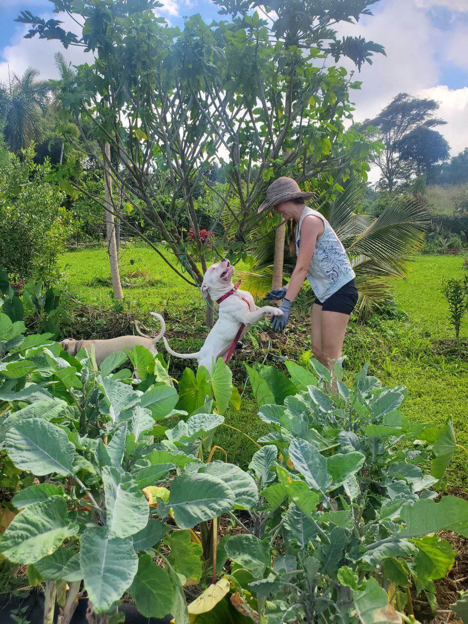 Woman playing with a dog in a tropical garden in Hawaii surrounded by leafy green plants
