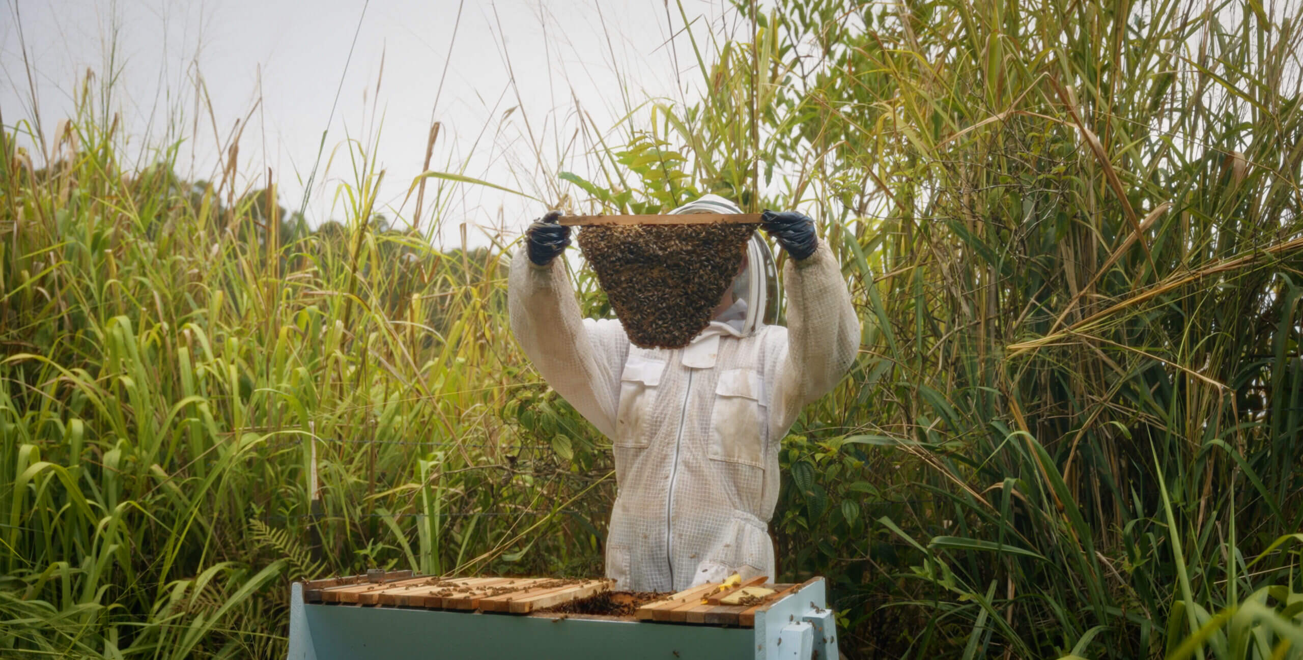 Two beekeepers in protective suits inspecting a beehive in a tropical garden in Hawaii