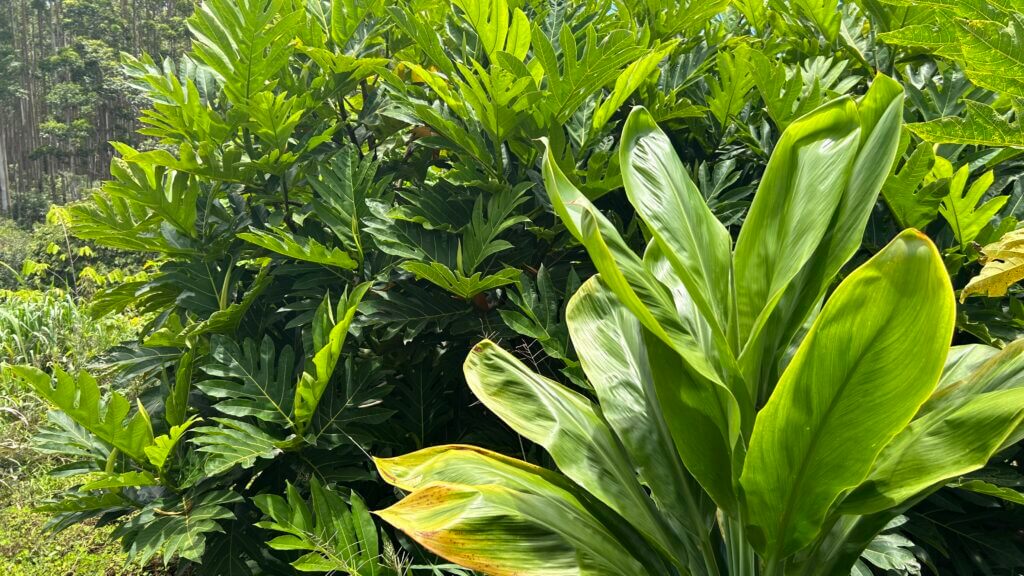 Lush tropical plants and food forest greenery at Rainbow Bridge Hawaii on the Big Island.