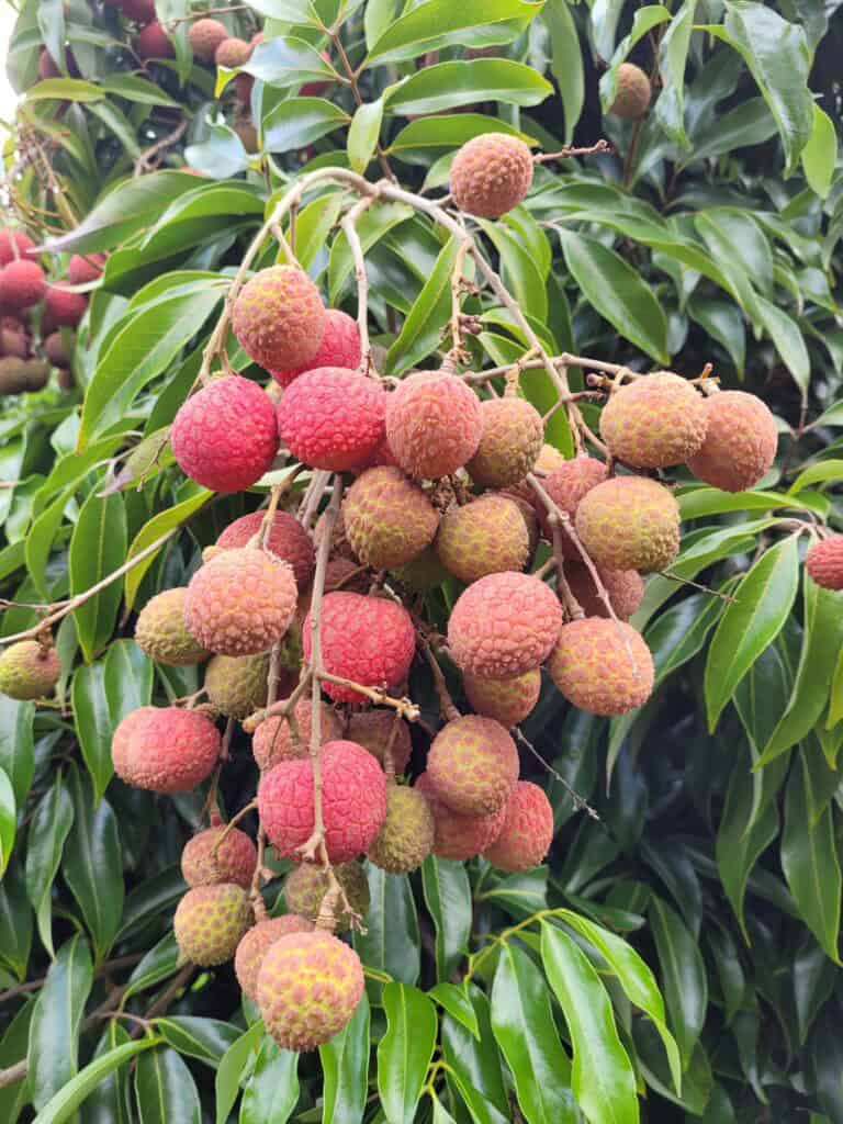 Ripe pink and red lychee fruit hanging in clusters from a leafy lychee tree