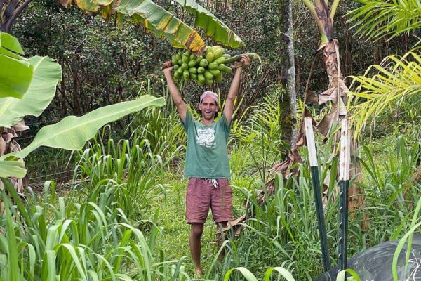 Garden day volunteer holding a freshly harvested rack of bananas at Rainbow Bridge Hawaii
