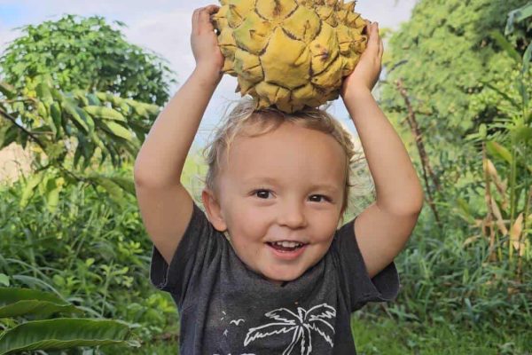 Young child holding a ripe rollinia fruit above his head in a tropical Hawaii garden