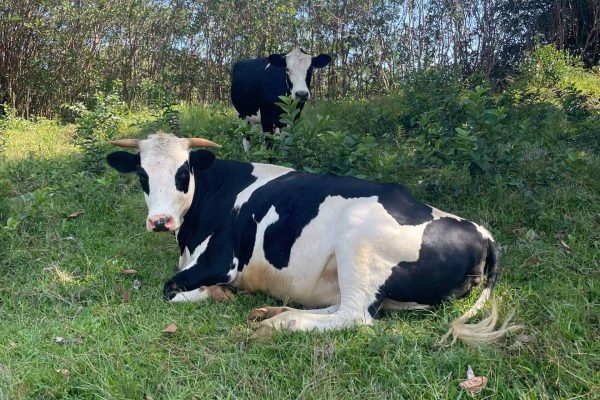 Two black and white dairy cows resting on grass in a pasture in Hawaii